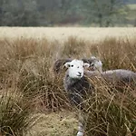 The Little * Chapel Stile