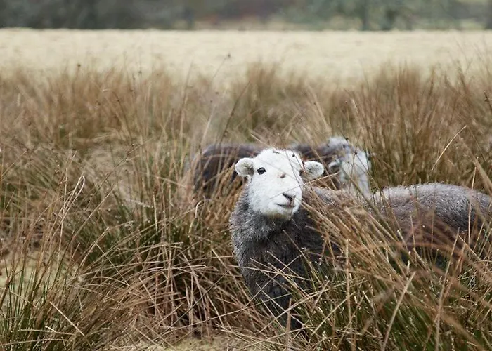 The Little * Chapel Stile